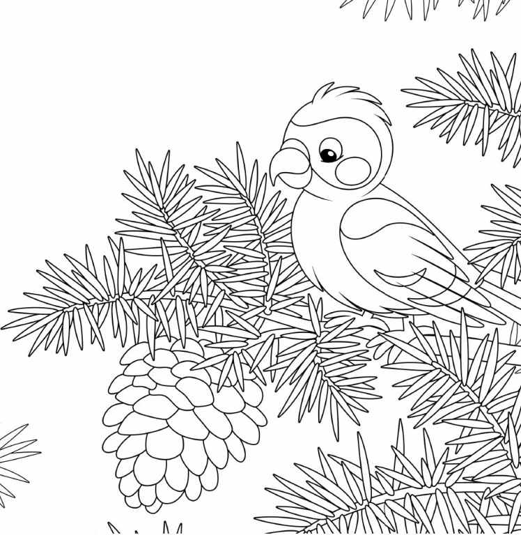 Carti De Colorat Pentru Copii Colorez Natura Colorit