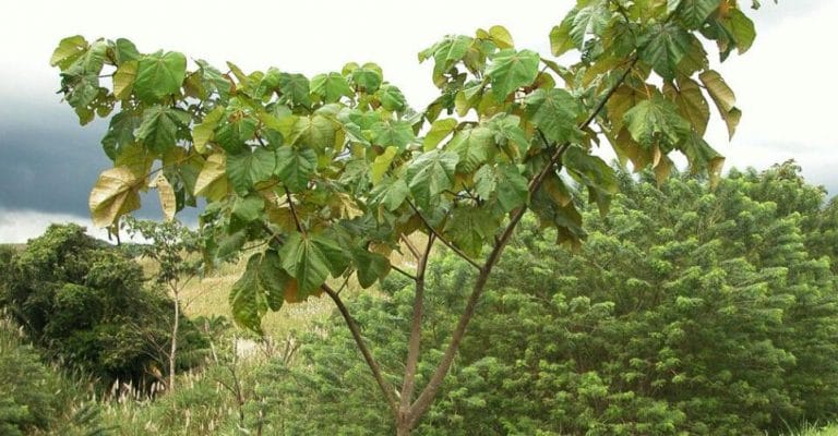 Lemnul de balsa (copacul Ochroma Pyramidale) 